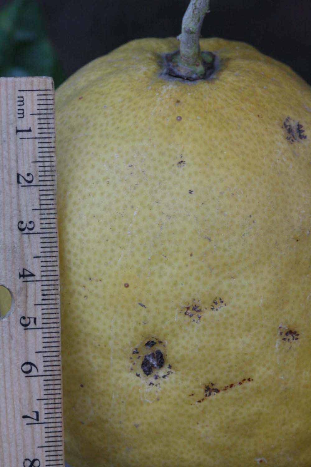            Fruit (Riverside, CA)   